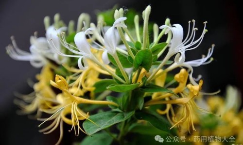 陈皮的功效作用与副作用-陈皮的功效作用降火气网—知名的陈皮功效作用与主治功能网站,分享陈皮的作用和功效与主治知识